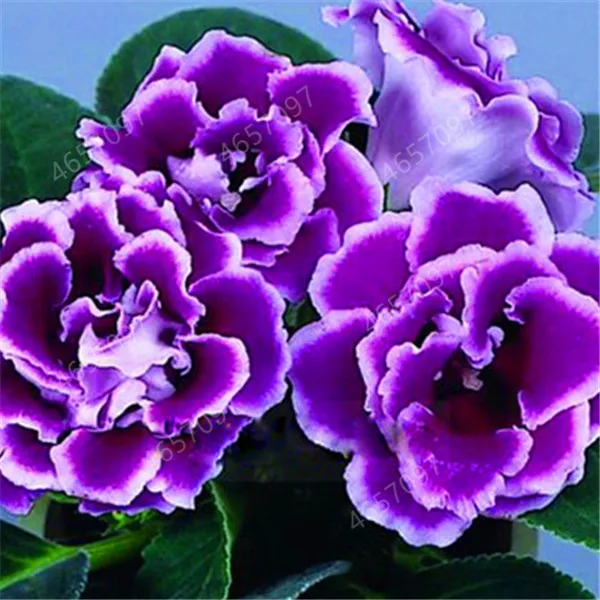 200 шт. искусственная глосиния | Дом и сад