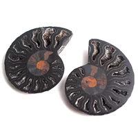 1 pair natural mysterious black ammonite fossil shell pair ammonite jewelry pendant healing mineral specimen