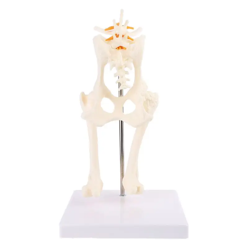 

Dog Canine Lumbar Hip Joint with Femur Model Aid Teaching Anatomy Skeleton Display Study