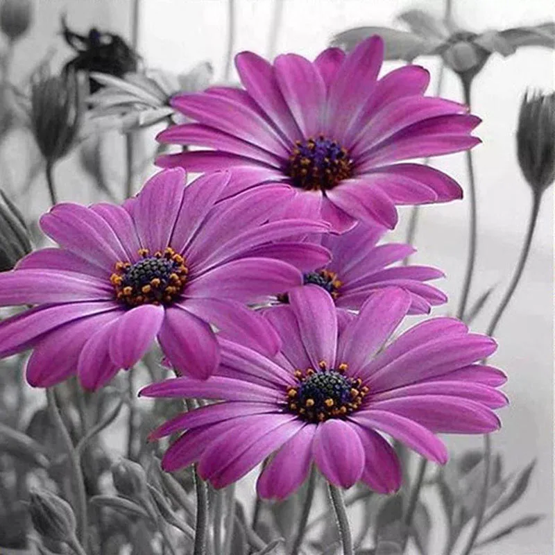 DIY 5D алмазная картина цветок Полный Круглый дрель мозаика Алмазная вышивка