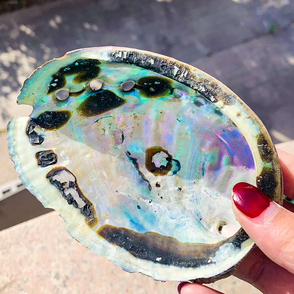 Редкие вариации 10-12 см Морская раковина натуральная морские пляжные черные пятна