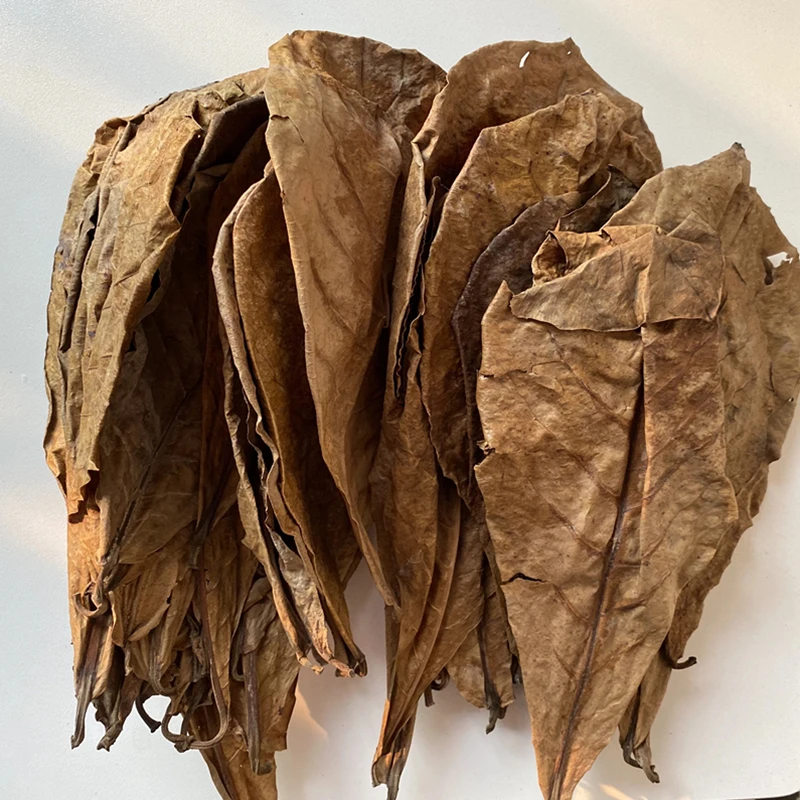 

Натуральные листья катаппы, аквариум, бетта, рыбы, креветки, природная среда обитания, украшение для аквариума, инструменты для очистки воды