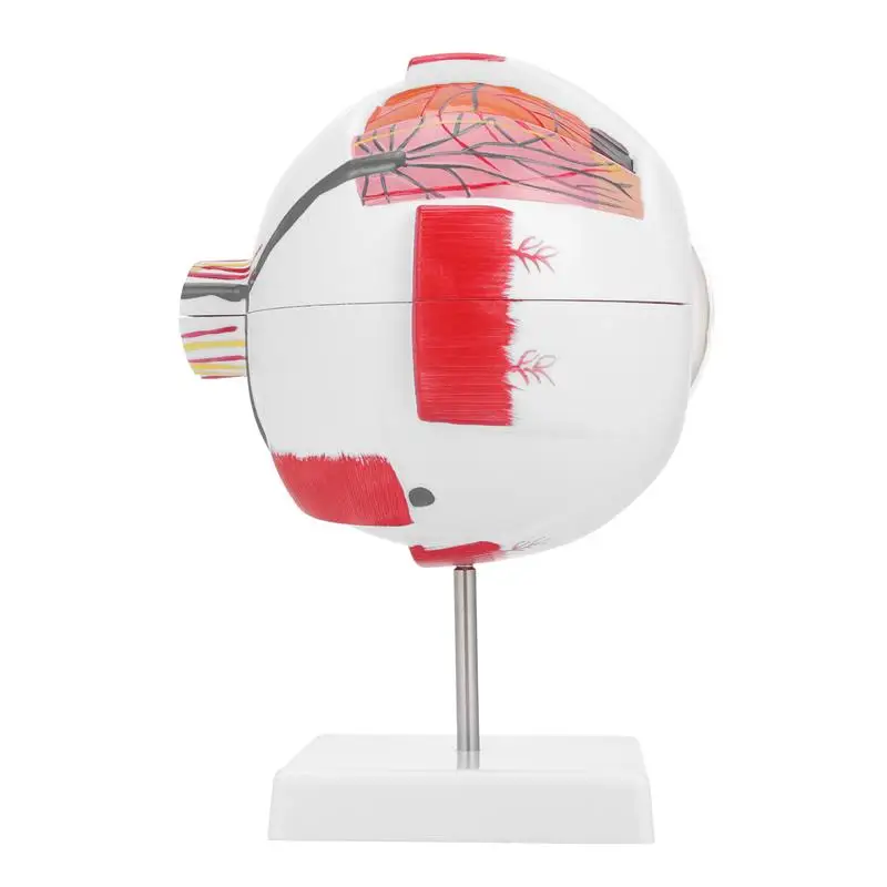 Модель человеческого глаза модель увеличения глаз анатомии глазного яблока