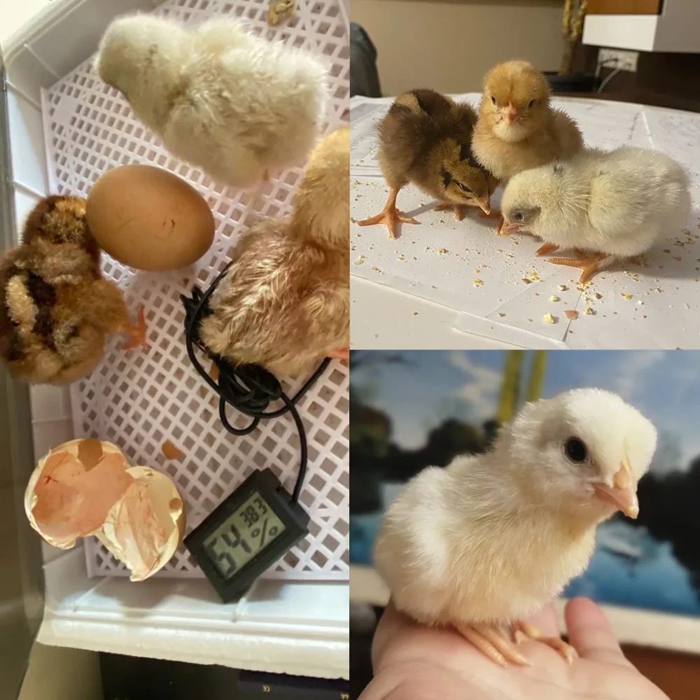 Инкубатор для яиц 4-35 автоматический инкубатор курицы перепелов по низкой цене |