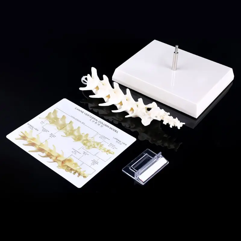 

Dog Canine Lumbar Vertebrae with Coccyx Model Aid Teaching Anatomy Display Study