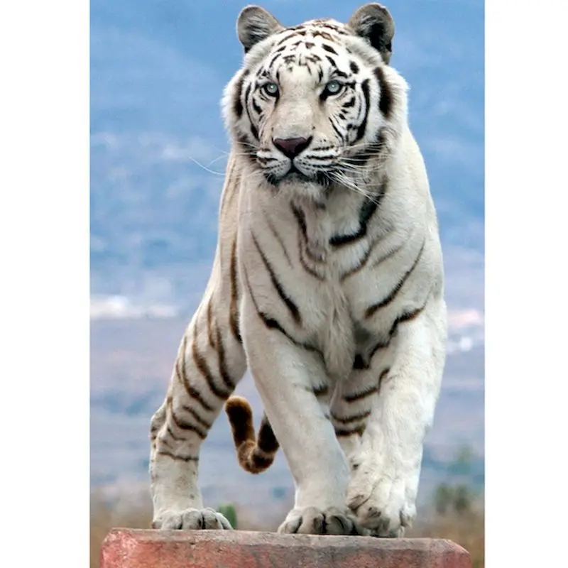 

GATYZTORY 60x75cm Frame White Tiger Diy Painting By Numbers Canvas Drawing Animal Handpainted Gift Wall Decor Art