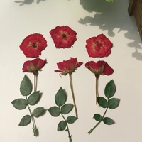 60pcs pressed dried red rosebudleaf flower plant herbarium for jewelry postcard invitation card phone case bookmark diy