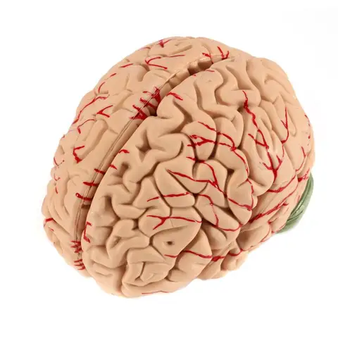 1: 1 обучающая модель мозговой артерии, модель анатомии мозга, научная модель для изучения учебного класса, обучающая модель