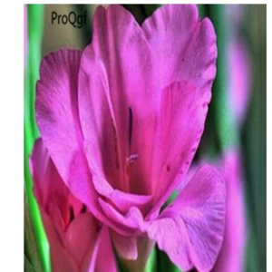 13 Ngryise 10 шт набор Vaniot Houtt gladiolus лампочка - Цвет: 13