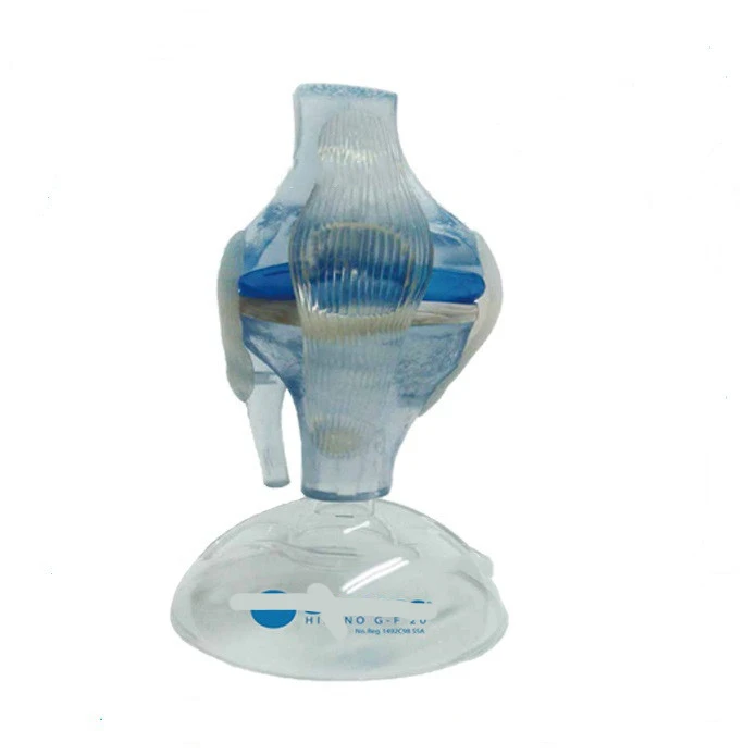 

Supply knee joint model teaching model organ model medical model