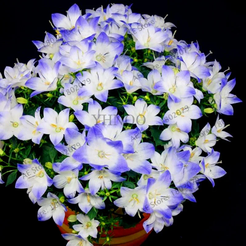 1 105 шт./уп. Campanulaceae Цветочный бонсай, редкие ограниченной горшечные растения для дома и сада, внутреннего и наружного использования легко растить - Цвет: 1