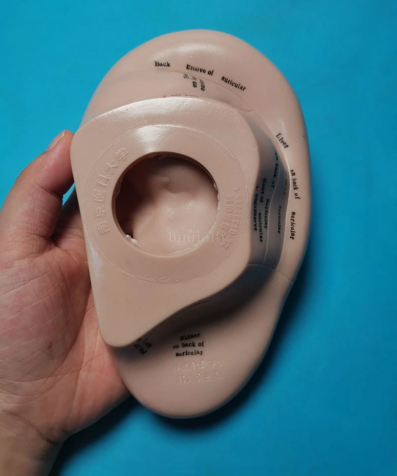 Семена ваккарии для акупунктуры 17 см мягкая резина английские иероглифы с