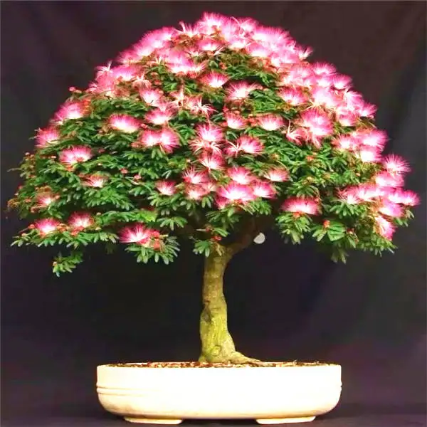 20 шт Albizia(акация) Julibrissin дерево(Мимоза/персидское шелковое дерево) мини цветок бонсай в горшках, diy домашний миниатюрный садовый завод - Цвет: 1