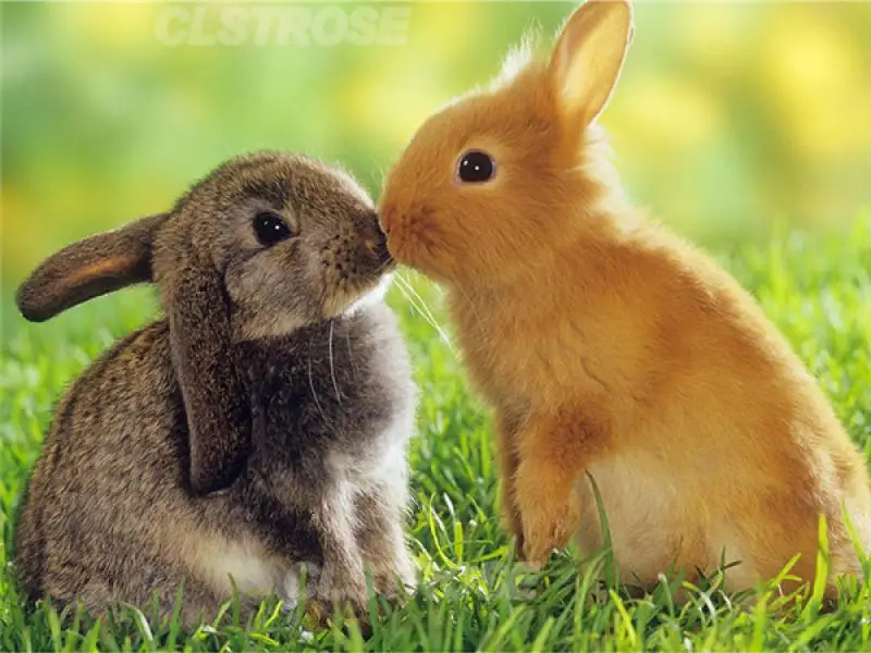 

5D Diy Animal Diamond Painting Cute Rabbit Home Decoration Customizable Diamond Embroidery Handmade Gift Square Diamond Round d