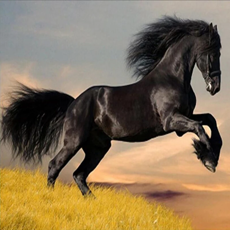 

5D Diy Полная алмазная живопись Черная лошадь квадратная картинка с животными для вышивки со стразами мозаика стразы украшение дома