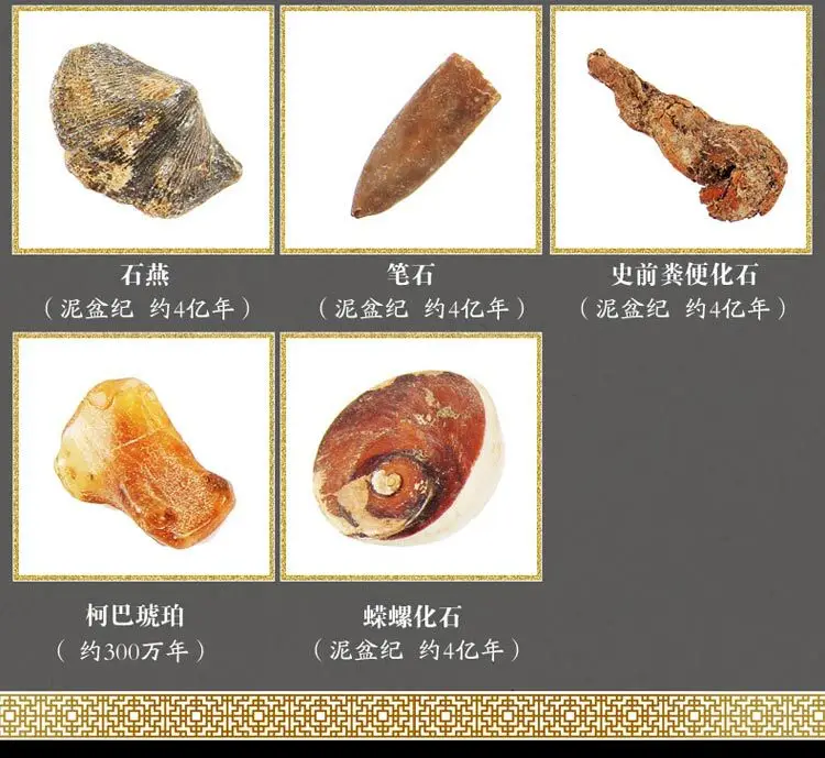Природные множественные fossil сборки природные палеонтологические образец