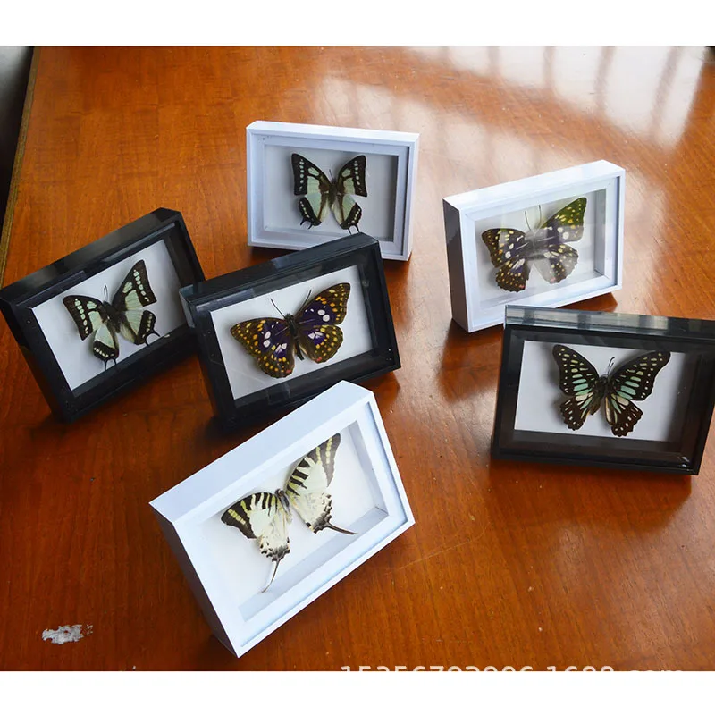 

Real butterfly specimen ornament real insect specimen wing extension label emperor butterfly dead leaf butterfly framed art