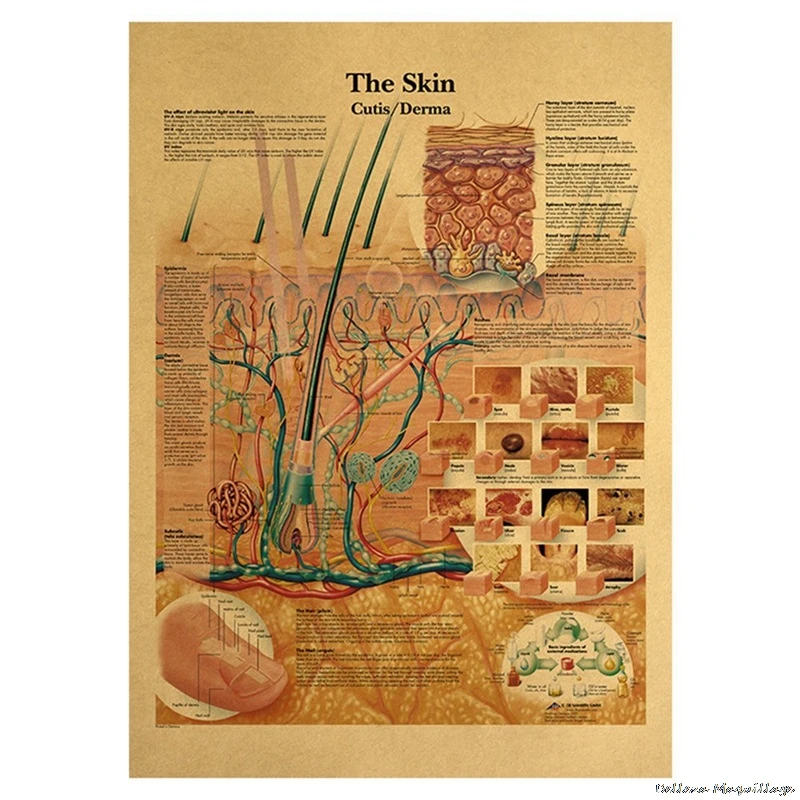 Иллюстрация человеческого тела-скелет ВИНТАЖНЫЙ ПЛАКАТ на крафт-бумаге