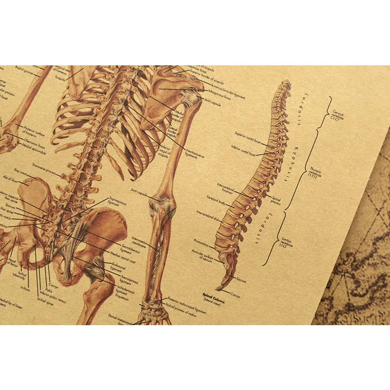 Human bones detail cross-section diagram illustration diagram kraft paper retro poster classroom museum decoration wall stickers