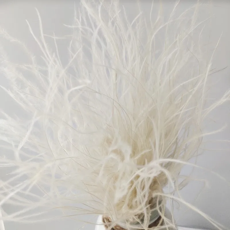 

Dried Feather Grass Plant Immortal Reed Pampas Misty Fairy Mist Bouquet Eternal Flower Home Wedding Christmas DIY Accessories