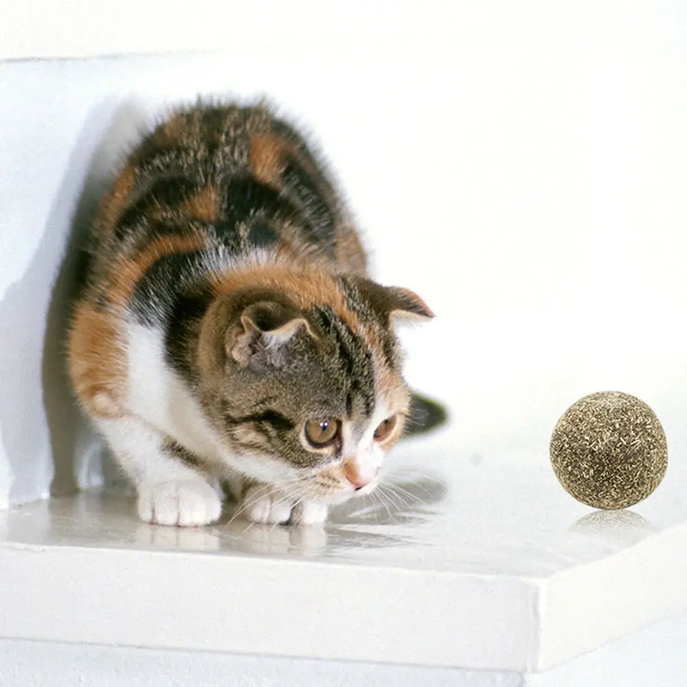 Игрушки для кошек детская игрушка котят мяч играющая в гоню за чистящими зубами