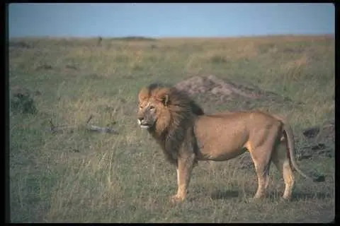 

Большой Железный постер в виде африканского льва для мужчин, Ретро винтажный Настенный декор для бара, паба, гаража, столовой, кафе, дома, Дек...