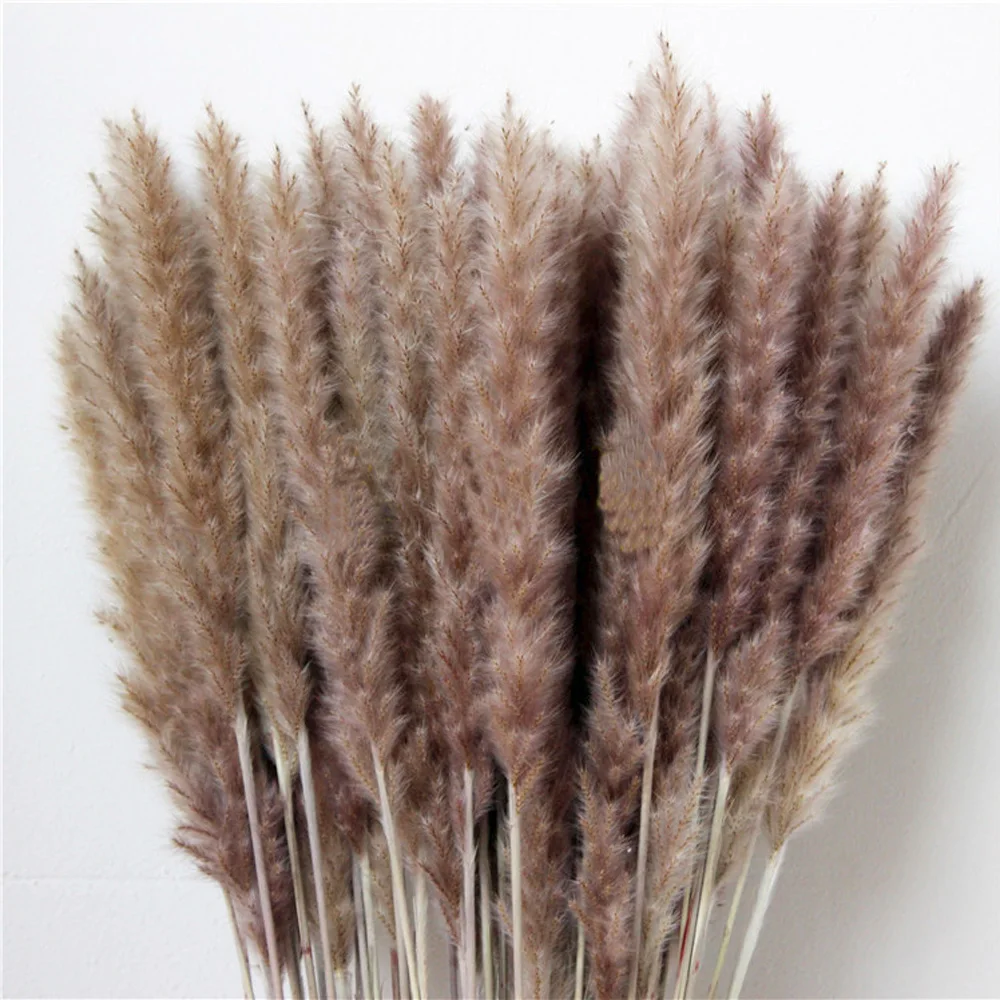 

20pcs Dried plants pampas grass natural phragmites communis wedding flower bunch raw color