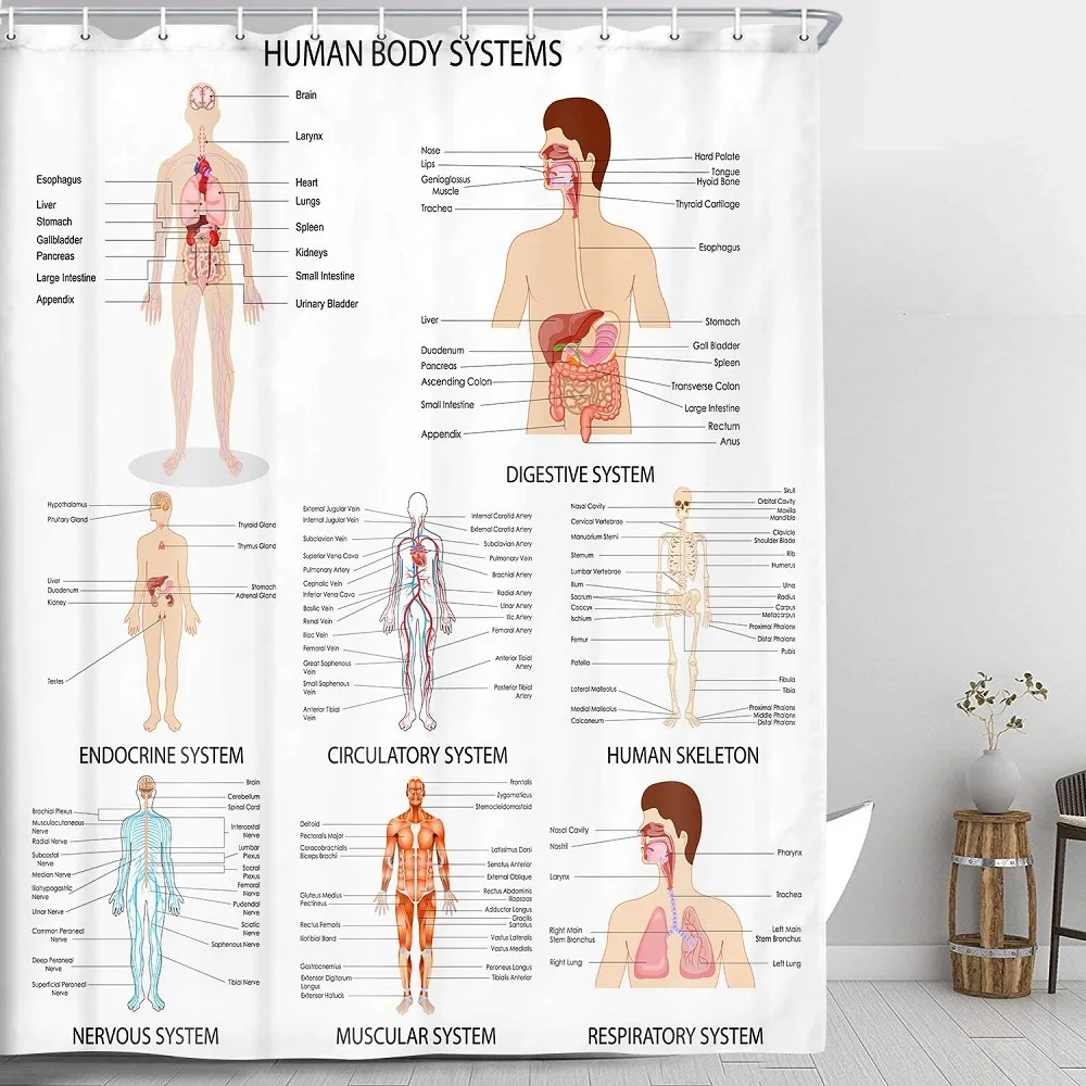 Занавеска для душа с человеческим органом занавеска анатомическими элементами