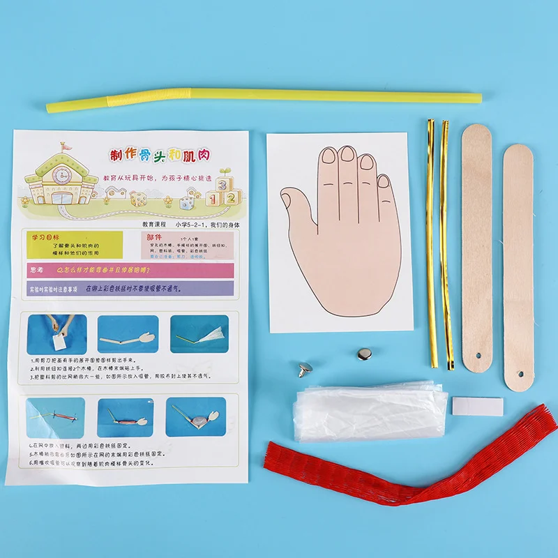 

DIY Kids Science Model, Kindergarten Kids baby Bone and Muscle Science Model Materials Package educational toys