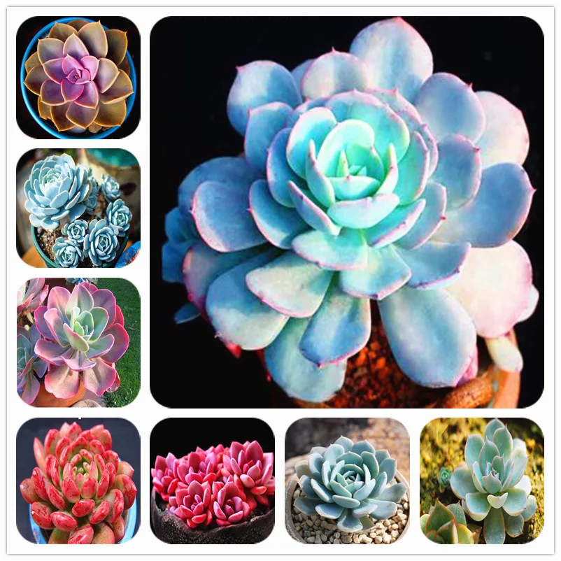 Синий Лотос суккулент 100 шт Декоративные искусственные кашпо| |