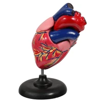 1pc human heart model heart anatomical model hospital teaching instrument