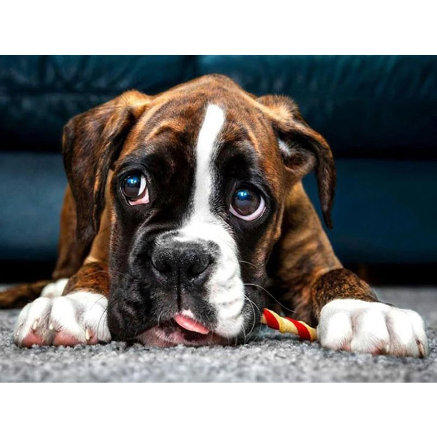 5d Diy Алмазная картина боксер собака полная дрель квадратная круглая вышивка