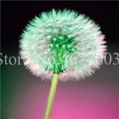 Taraxacum монгольский цветок бонсай, Одуванчик красивый монгольский Одуванчик бонсай Diy товары для домашнего сада травяные плантации 100 шт - Цвет: 100pcs6