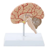human right brain anatomical model with number marker 11 right hemisphere functional area model teaching and learning tool