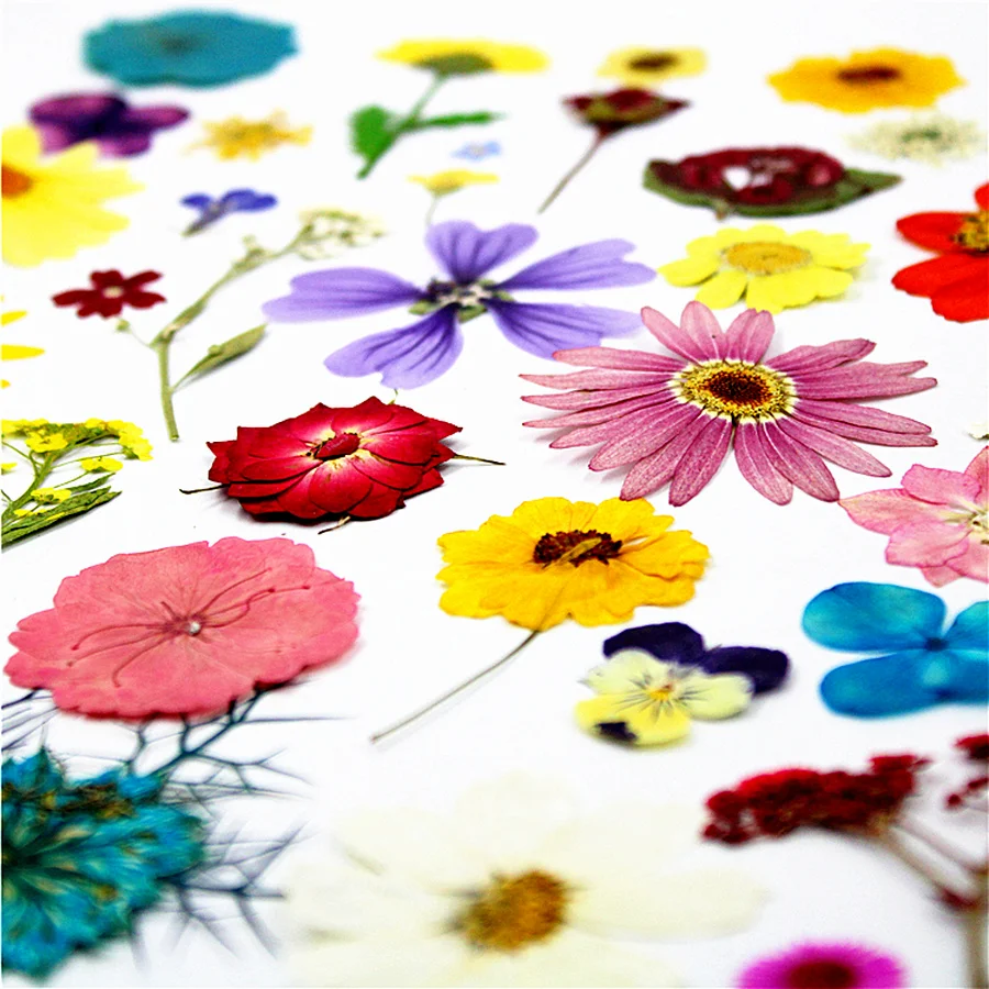 Небольшое количество сушеных прессованных цветов для продажи комбинированная