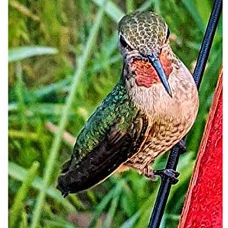 

Hummingbird Feeder Best Hummingbird Feeder With Hole Birds Feeding Transparent Pipe Red Transparent Tube Bird Supplies