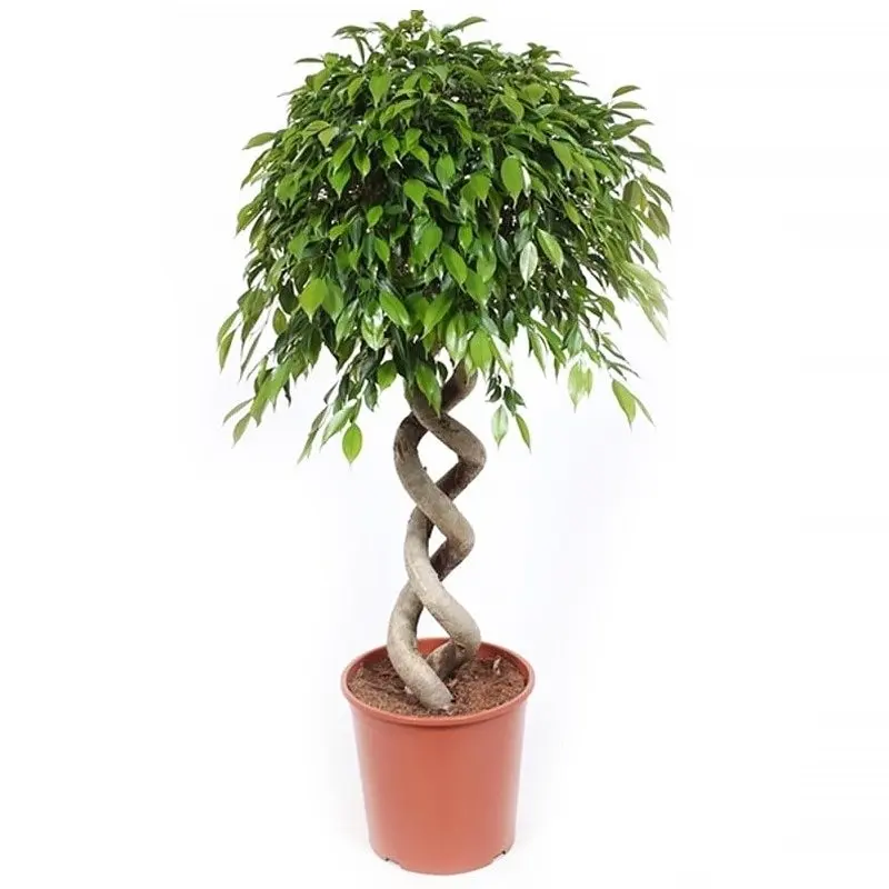 Фикус Бенджамина СЕМЕНА (Ficus benjamina) (20 семян) Семена комнатных растений|Семена| |