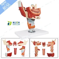 6 parts human anatomy model tongue with lower jaw and larynx modelo anatomico for medical educational equipment