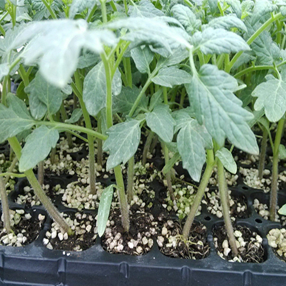 

200Pcs Fresh Cherry Tomatoes Seeds Garden Nature Plants Home Fragrance Cute Mini Cherry Fruit Aromatic Incense