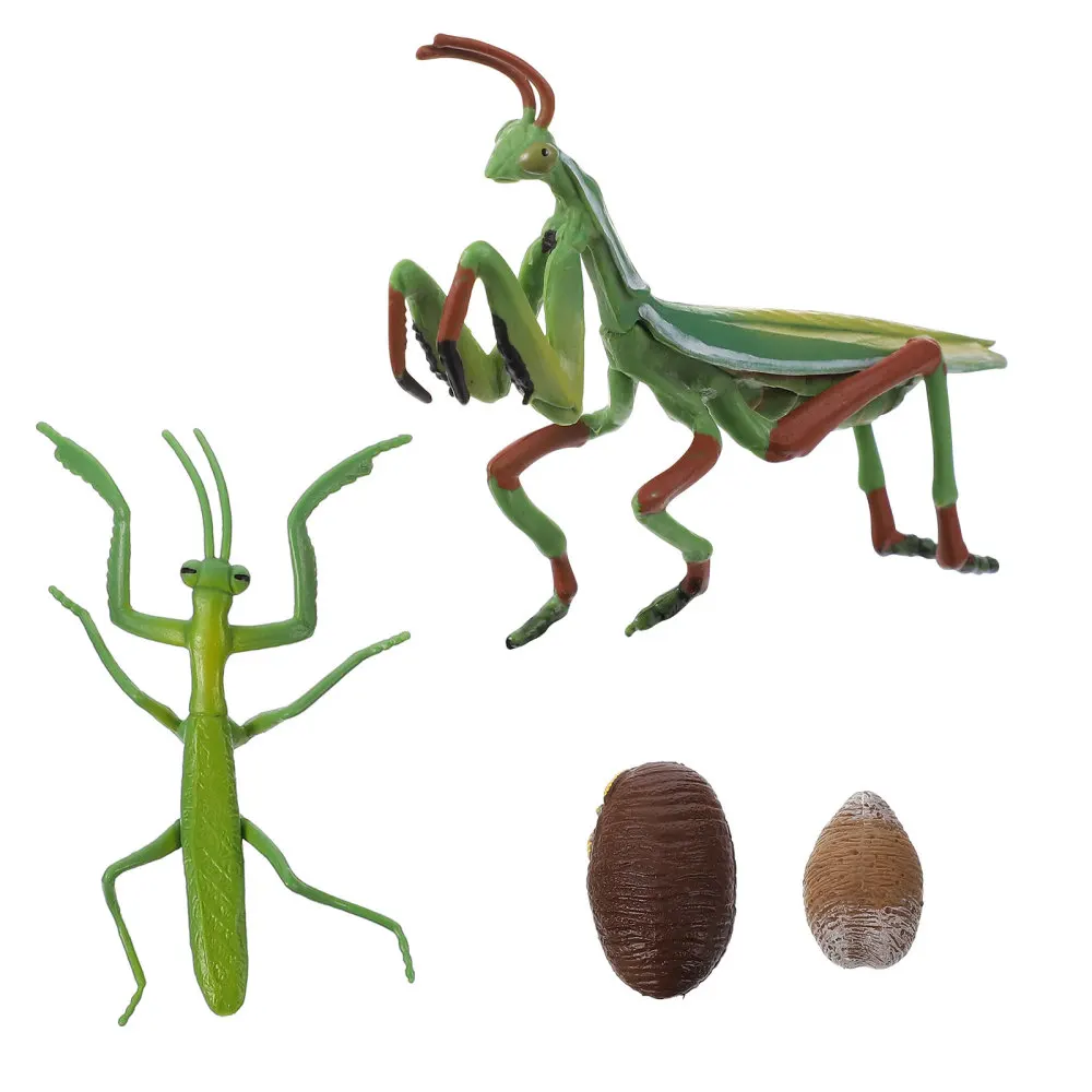 

1 Set Mantis Growth Cycle Figure Realistic Insect Life Cycle Model Kid