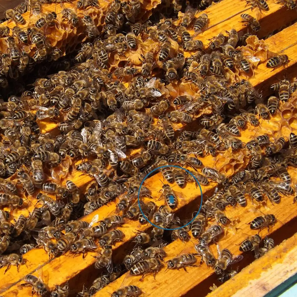 8 цветов маркер Queen Bee на водной основе инструменты для пчеловодства нетоксичные