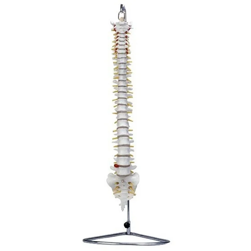 

Spine Model (with Tailbone, Naturally Large)