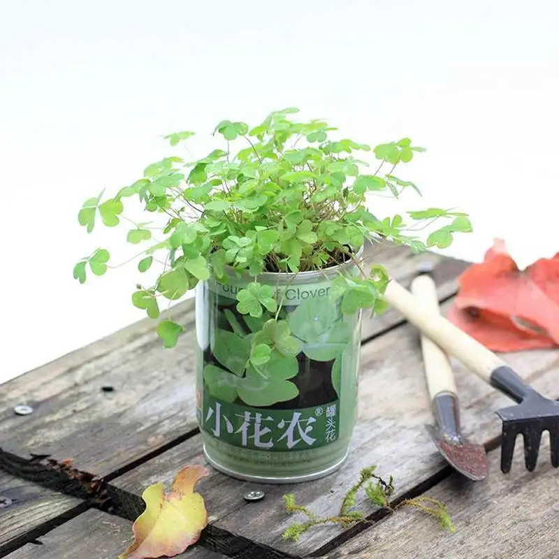 Забавные DIY посадки растений бонсай горшок цветочный офисный мини настольный горшечные растения легко выращивать для детей подарок пластиковый горшок