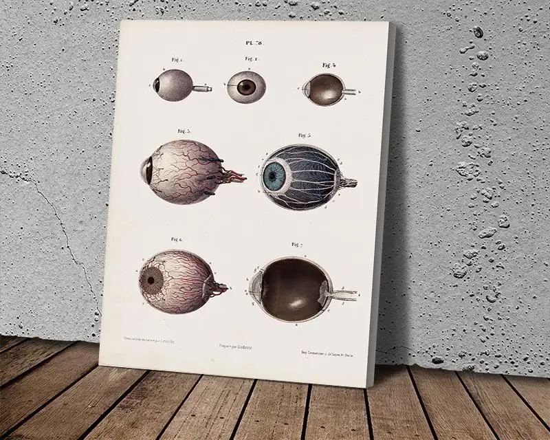 Рисунок на холсте с рисунком глазного шара анатомическая живопись домашний