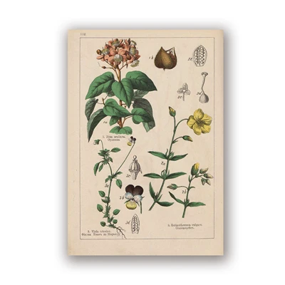 PH5998 Botanical коллекция винтажные плакаты и принты травы 1898s русский язык стены искусства картины холст живопись Домашний Декор стены - Цвет: PH5998