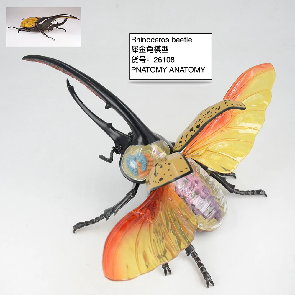 

Rhinoceros Beetle Model 4D MASTER 26108 Puzzle Insect Anatomy Toys DIY Animal Products Biological Teaching Demonstration Gift