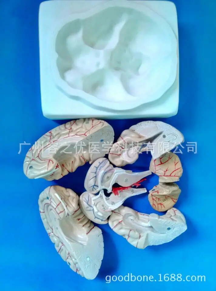 8 частей разложения человеческого мозга собранные медицинские технические