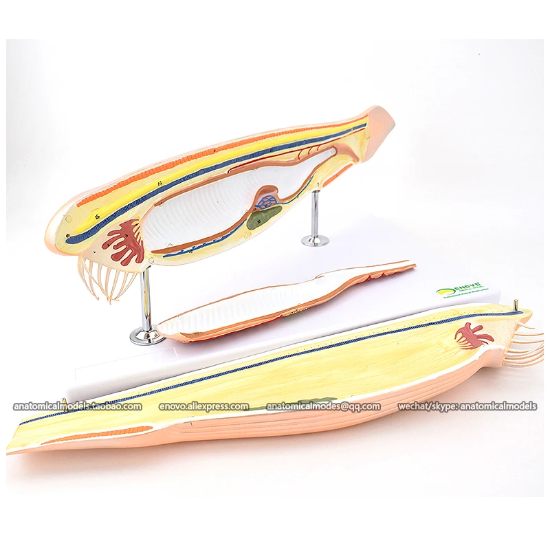 

13018/ Amphioxus