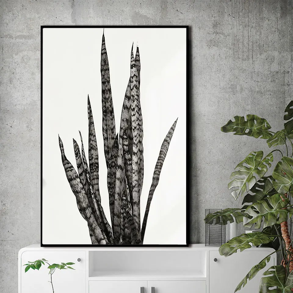 Плакат Sansevieria Trifasciat Картина на холсте с растениями скандинавские настенные