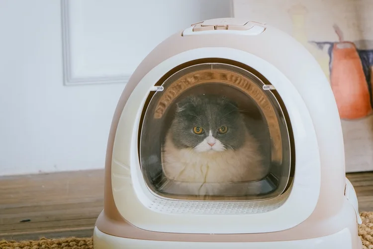 Домашняя кошка песочница котенок подстилка закрытый поднос Туалет постельные принадлежности Обучение 6 цветов Съемная подстилка для маленького, небольшого питомца аксессуары